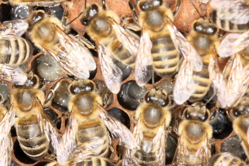 Brutnest - Aufzucht der Winterbienen